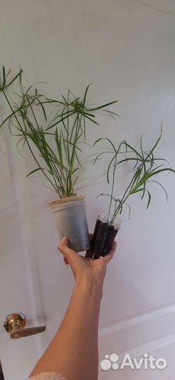 Циперус (Cyperus) Читайте текст объявления