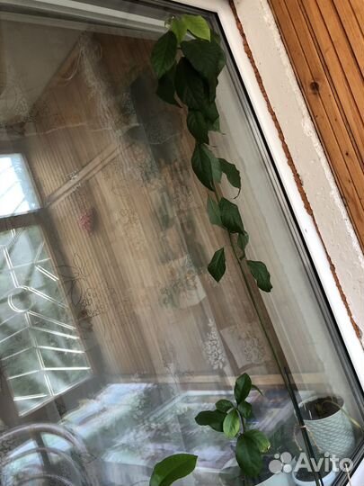 Авокадо растение