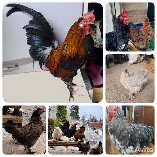 И/яйцо кур Кохинхин,Бентамка