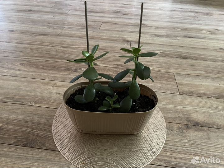 Денежное дерево (толстянка)