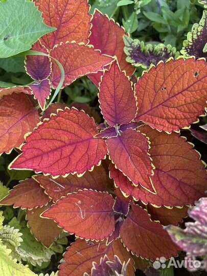 Колеусы вегетативные срез