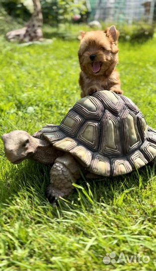 Йоркширский терьер мини