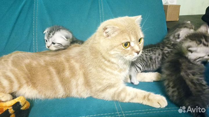 Шотландская вислоухая