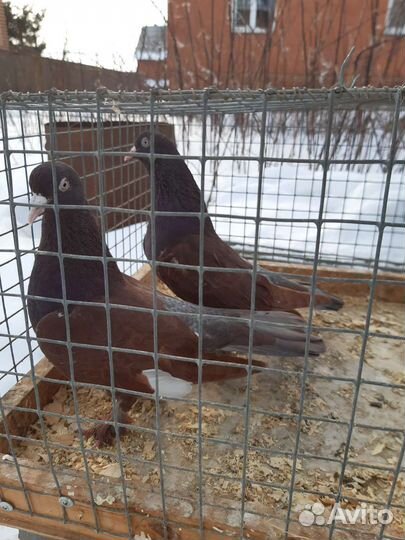 Голуби бойные бакинцы