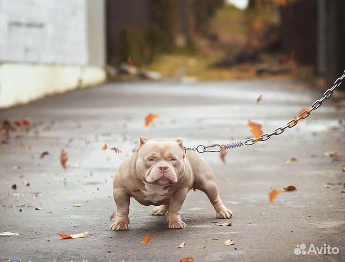 Американский булли девочки Покет