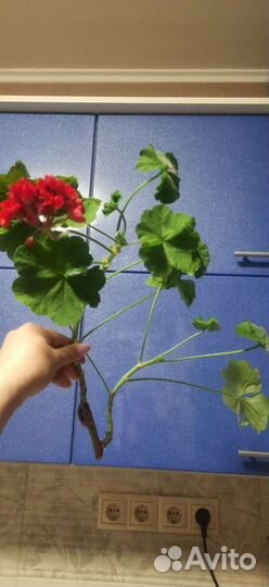 Герань.Тёщин язык, гиппеаструм