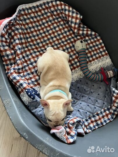 Щеночки французские бульдоги