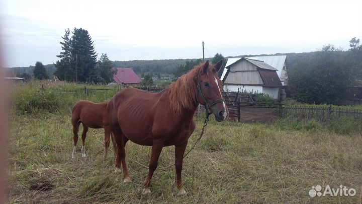 Кобыла с жеребенком