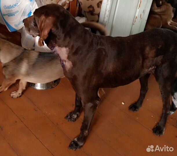 Курцхаар в добрые руки