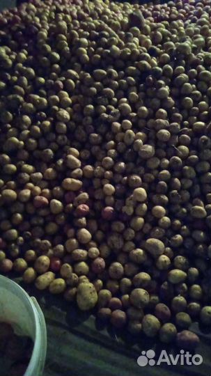 Картофель мелкий на корм