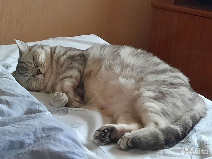 Британская кошка