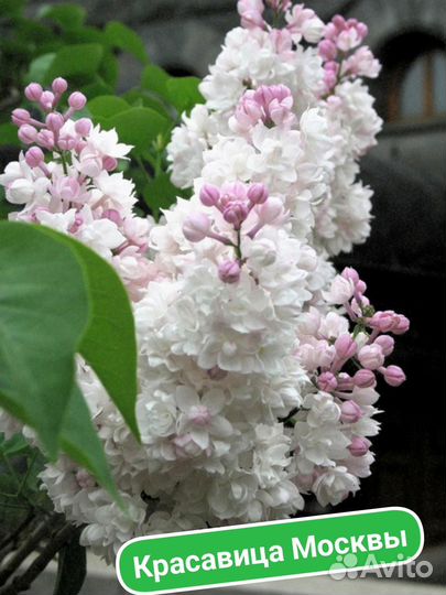 Саженцы сирени сортовой