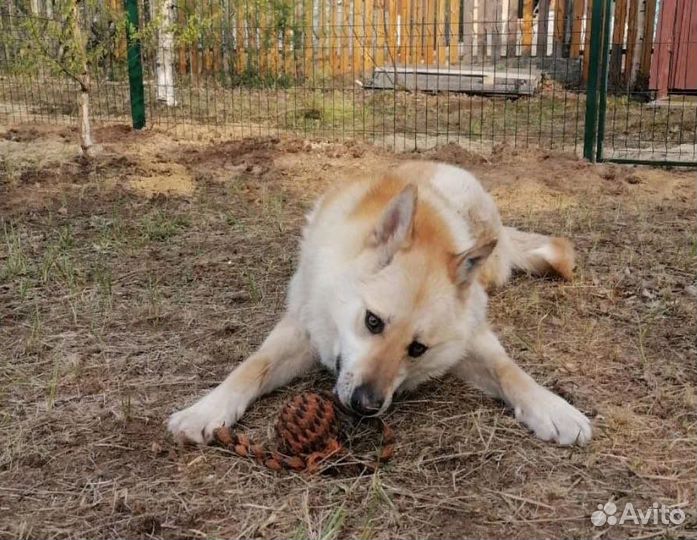 Собака ищет дом