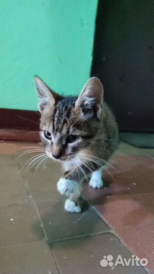 Котик в дар