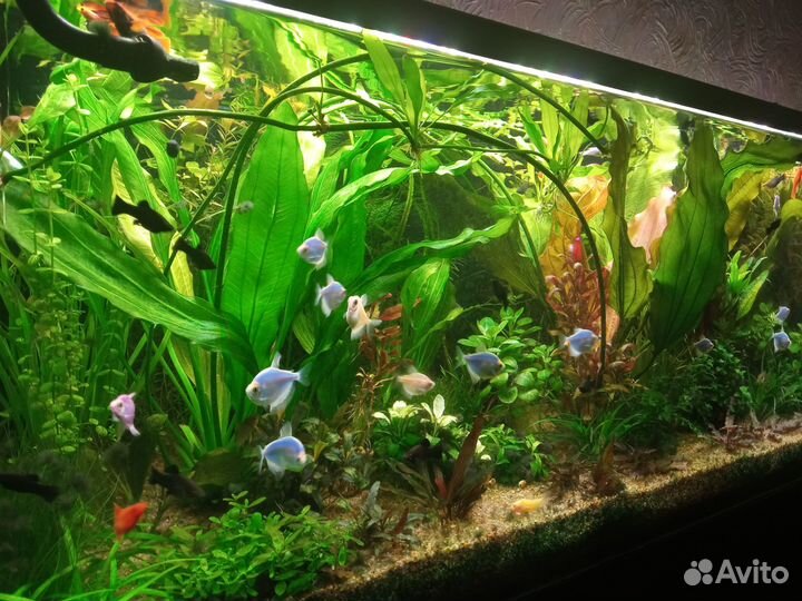 Аквариумные растения и рыбки
