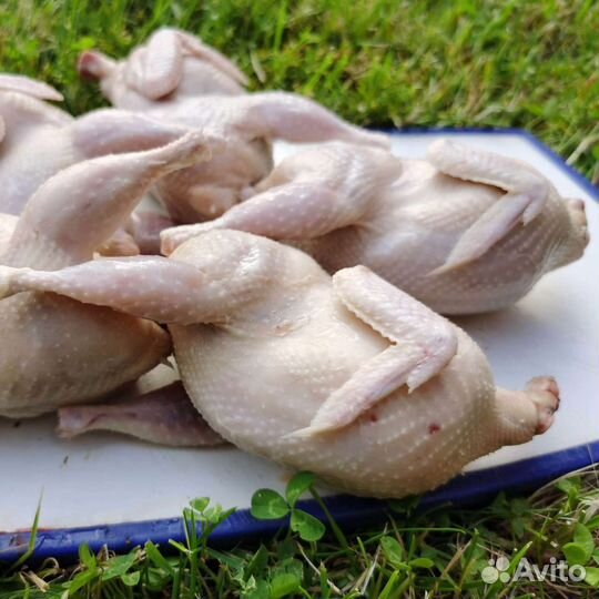 Перепелиное мясо