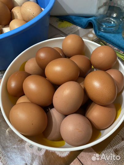 Домашние куриные яйца