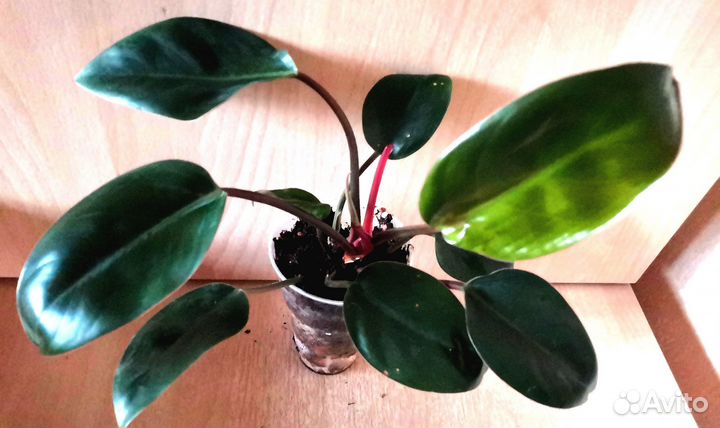 Филодендроны, эпипренум