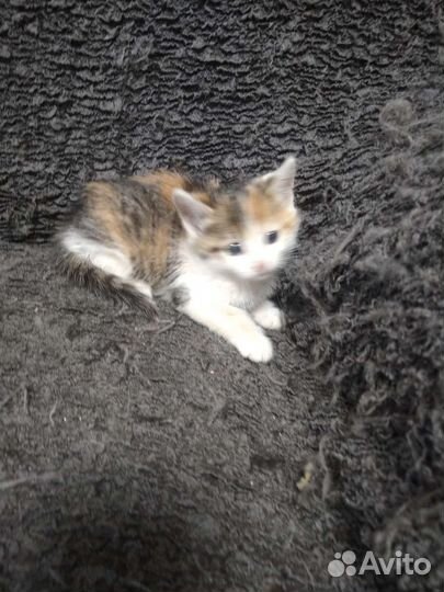 Кошка Мила