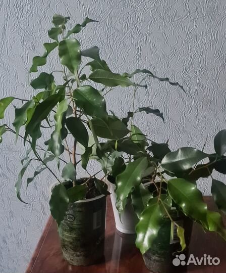 Фикус Бенджамина - разновидность Экзотика