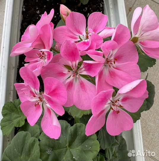 Пеларгония герань розовая