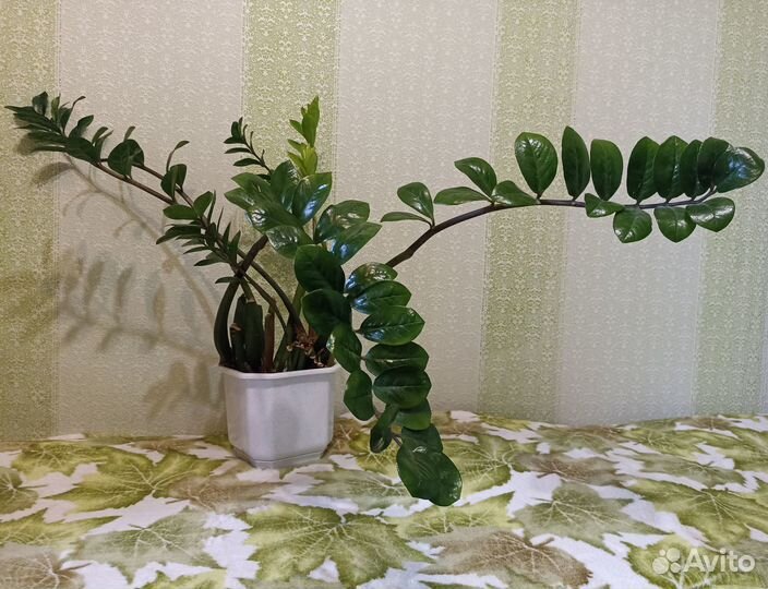 Замиокулькас