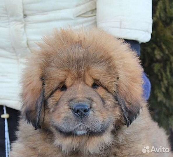 Тибетский мастиф вязка