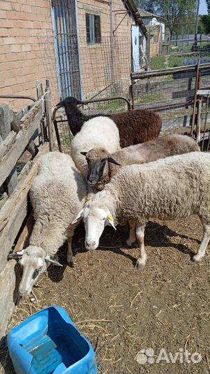 Овцы (матки)