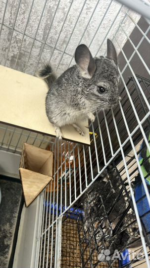 Шиншилла мальчик