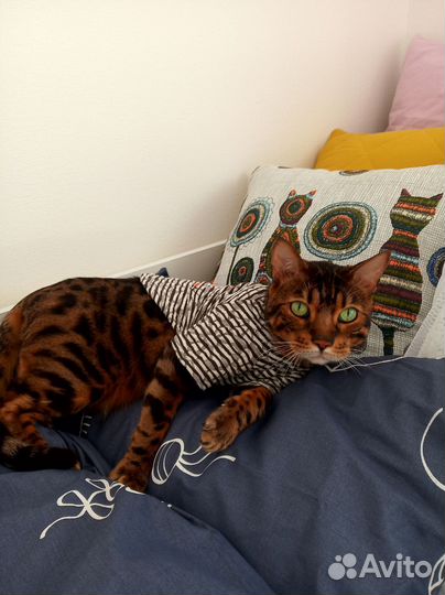 Одежда для кошек