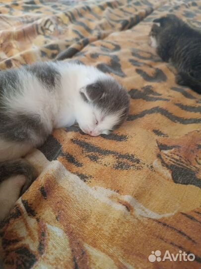 Котята в добрые руки