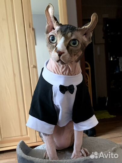 Канадский сфинкс эльф вязка