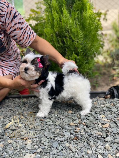 Бивер стандартная девочка