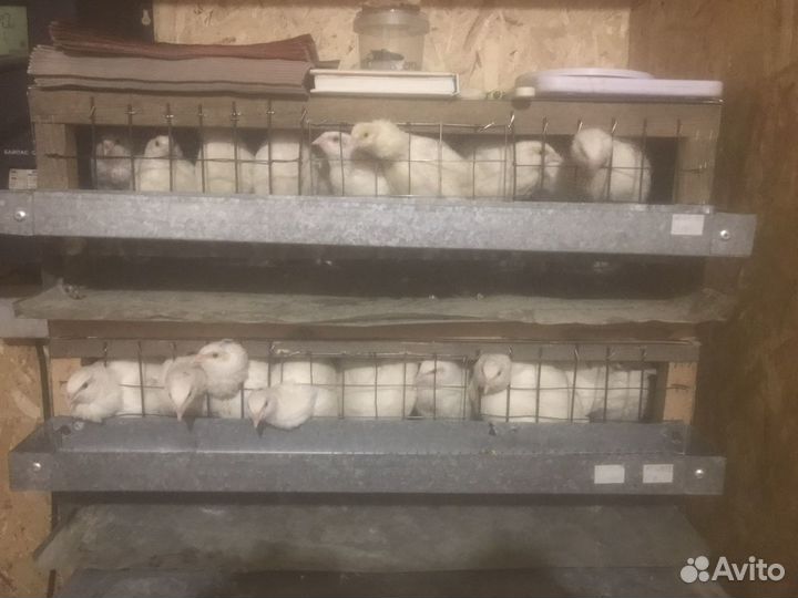 Клетки для перепелов бу