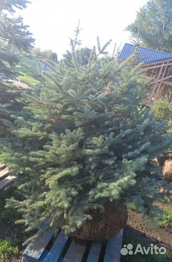 Ель голубая, сизая