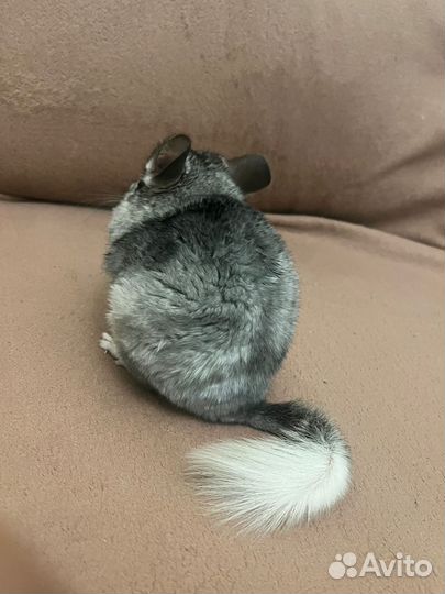 Шиншилла с витриной