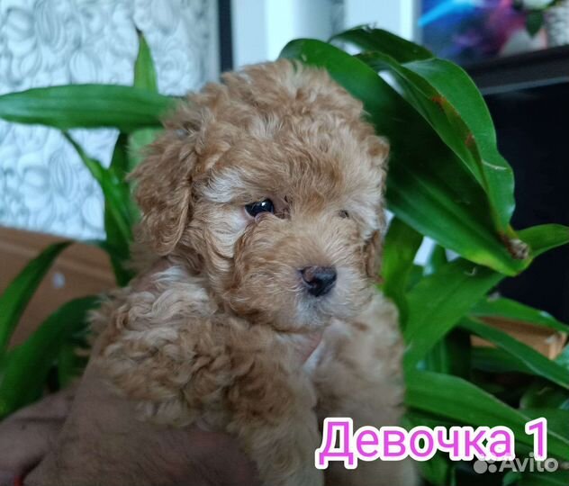 Щенки Той Пуделя