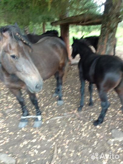 Кобылы с жеребятами (полутяжики)