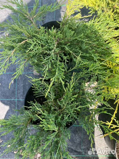 Можжевельник горизонтальный Andorra Compacta