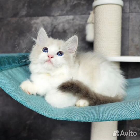 Gosha, рэгдолл с родословной