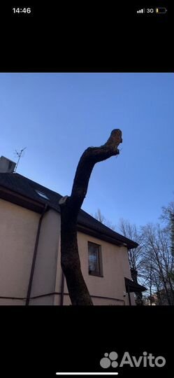 Покос травы, культивация земли, спил деревьев