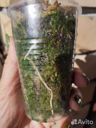 Амидриум Silver