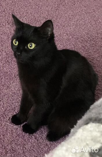 Отдам в добрые руки