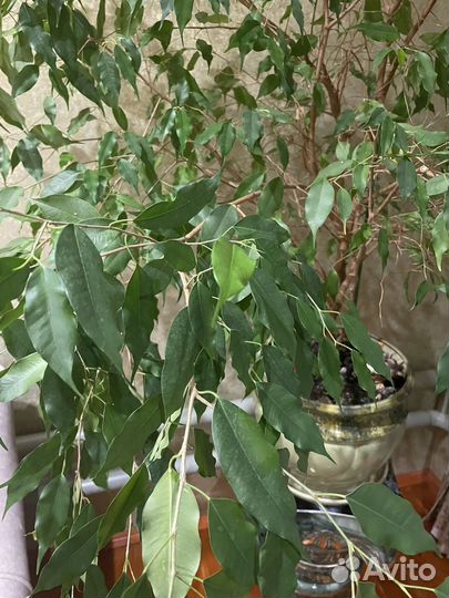 Комнатные цветы