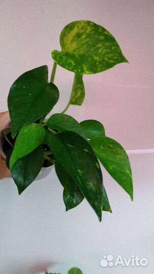 Ароидные набор 5шт