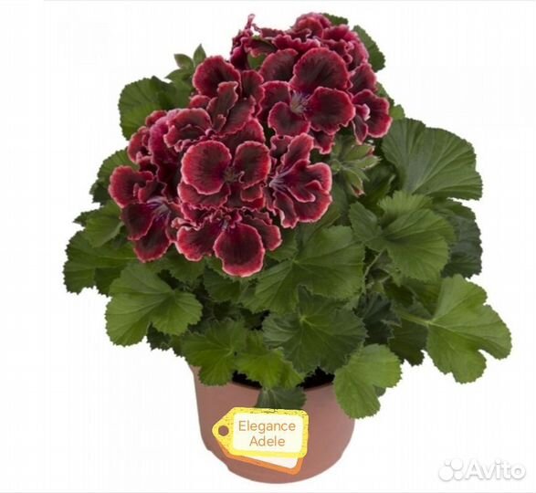 Королевская пеларгония