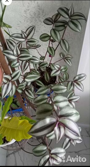 Зебрина Silver Plus.Срезы