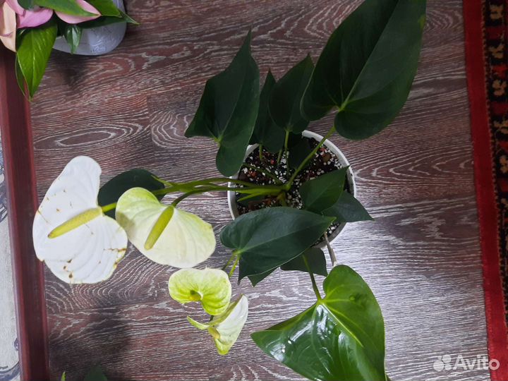 Антуриум Аляска