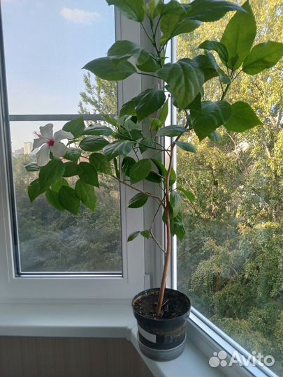 Гибискус с цветами белая лилия