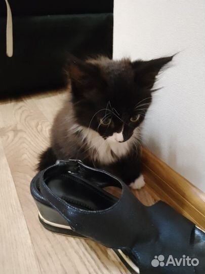 Кот 5 месяцев